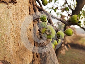 Ficus racemosa fruits.