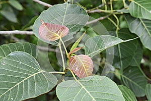 Ficus religiosa L. , Pipal Tree, Bohhi Tree, Bo Tree, Peepul