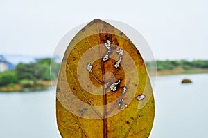 Ficus religiosa leaf holds in hand and in Background Lake and sky, yellow leaf holding in hand