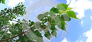 Ficus religiosa or Peepal aswattha leaves snap