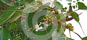 Ficus religiosa or Peepal leaves branches fruits snap
