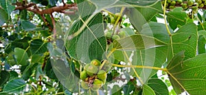 Ficus religiosa or Peepal leaves fruits beautiful stock