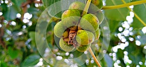 Ficus religiosa or Peepal tree fruits beautiful stock