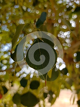 Ficus Religiosa  Pipal tree tree leaves