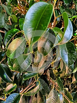 Ficus Religiosa  Pipal tree tree leaves