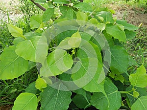 FICUS RELIGIOSA /SACRED FIG