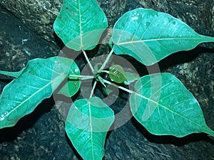 Ficus religiosa or Sacred Fig