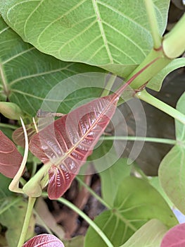 Ficus religiosa or sacred fig