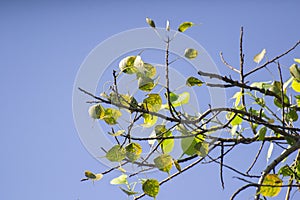 Ficus religiosa or sacred fig or Peepal Tree Leaves