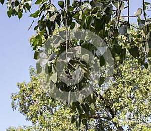 Ficus religiosa or sacred fig or Pipal or bodhi tree