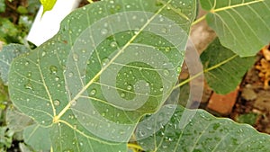 Ficus religiosa or sacred fig or pipal tree