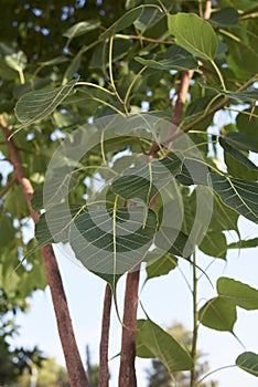 Ficus religiosa tree