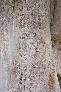 Ficus religiosa tree