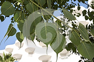 Ficus religiosa tree