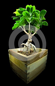 Ficus retusa