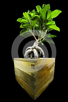 Ficus retusa