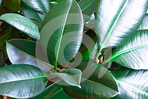 Ficus Robusta Elastica Rubber fig, Indian rubber houseplant green leaves abstract background