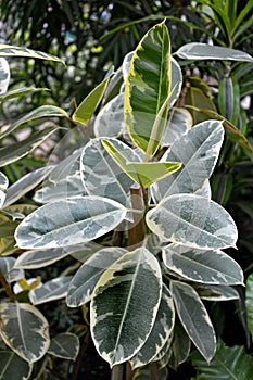 Ficus rubber-bearing, variety `Tineke.` Ficus elastica Roxb. ex Hornem. grows in the greenhouse