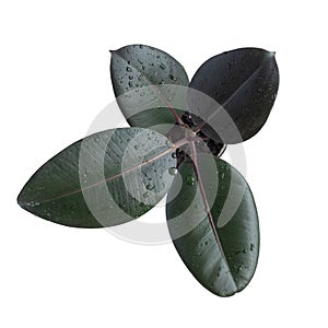 Ficus rubbery in drops of water. Latin name Ficus elastica. Large indoor plant. isolate on white background