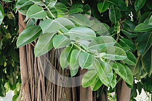 Ficus rubbery - a large evergreen tree with a spreading crown