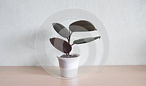 Ficus rubbery in white pots. Latin name Ficus elastica. Large houseplant