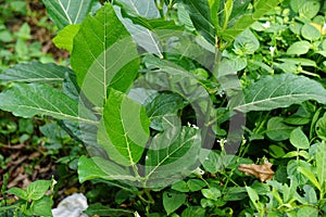 Ficus septica (awar-awar, bar-abar, ki ciyat, bobulutu, tagalolo, tobo-tobo, dausalo) in nature background