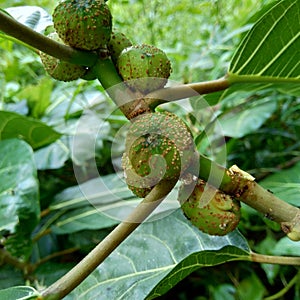 Ficus septica awar-awar, bar-abar, ki ciyat, bobulutu, tagalolo, tobo-tobo, dausalo in nature background. Ficus septica can trea