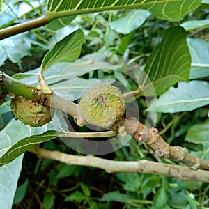 Ficus septica awar-awar, bar-abar, ki ciyat, bobulutu, tagalolo, tobo-tobo, dausalo in nature background. Ficus septica can trea