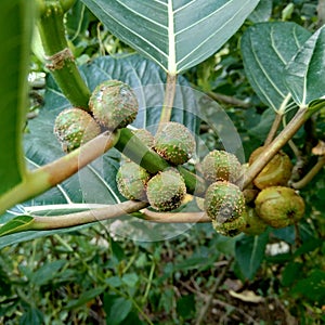 Ficus septica awar-awar, bar-abar, ki ciyat, bobulutu, tagalolo, tobo-tobo, dausalo in nature background. Ficus septica can trea