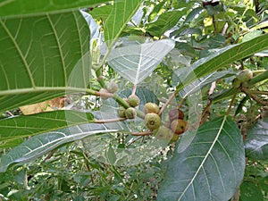 Ficus septica awar-awar, bar-abar, ki ciyat, bobulutu, tagalolo, tobo-tobo, dausalo in nature background. Ficus septica can trea