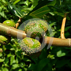 Ficus septica awar-awar, bar-abar, ki ciyat, bobulutu, tagalolo, tobo-tobo, dausalo in nature background. Ficus septica can trea