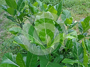 Ficus septica awar-awar, bar-abar, ki ciyat, bobulutu, tagalolo, tobo-tobo, dausalo in nature background. Ficus septica can trea