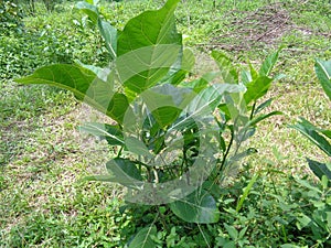 Ficus septica awar-awar, bar-abar, ki ciyat, bobulutu, tagalolo, tobo-tobo, dausalo in nature background. Ficus septica can trea