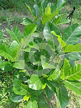 Ficus septica awar-awar, bar-abar, ki ciyat, bobulutu, tagalolo, tobo-tobo, dausalo in nature background. Ficus septica can trea