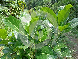 Ficus septica awar-awar, bar-abar, ki ciyat, bobulutu, tagalolo, tobo-tobo, dausalo in nature background. Ficus septica can trea