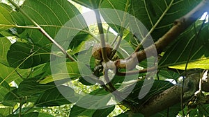 Ficus septica awar-awar, bar-abar, ki ciyat, bobulutu, tagalolo, tobo-tobo, dausalo in nature background. Ficus septica can trea