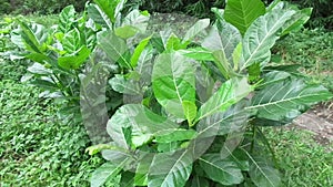 Ficus septica awar-awar, bar-abar, ki ciyat, bobulutu, tagalolo, tobo-tobo, dausalo in nature background. Ficus septica can trea