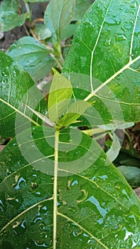 Ficus Septica & x28;Daun Awar Awar& x29; plant with waterdrops in the morning dew