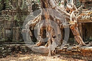 Ficus Strangulosa tree growing over a doorway Angkor Wat, Cambodia