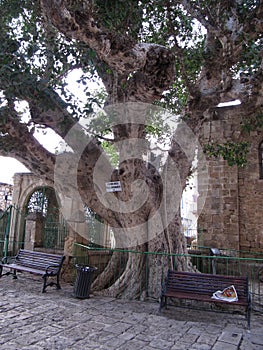 Ficus Sycamorus Tree, planted in 1299 on the central square of the old town of Famagusta , Northern Cyprus