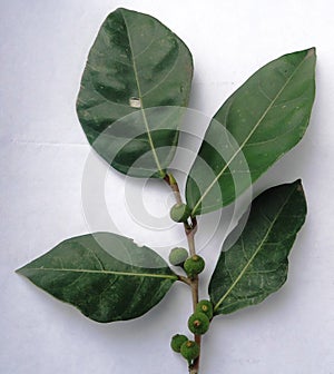 Ficus tinctoria subsp. gibbosa - Dye Fig