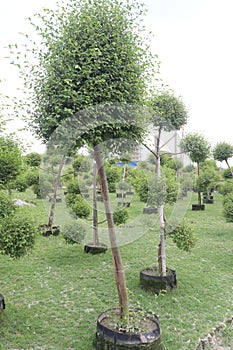 Ficus Topiary tree on farm