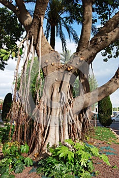 Ficus tree