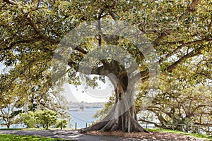 Ficus tree Botanical Garden Sydney, Royal Botanic Gardens Sydney, Australia