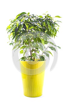 Ficus tree in a bright ceramic pot isolated on whi