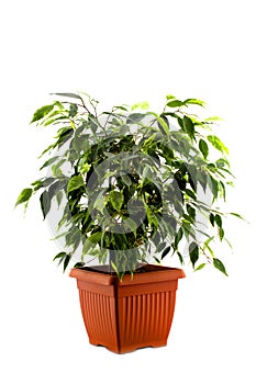 Ficus tree in a brown pot isolated on white