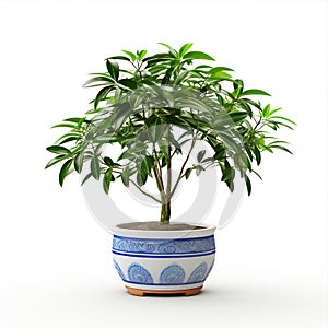 Ficus tree in a ceramic pot. Bonsai isolated on white background.