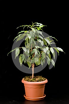 Ficus tree in a flower pot