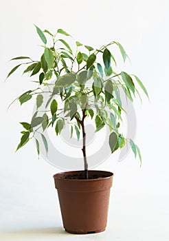 Ficus tree in flowerpot 2 photo