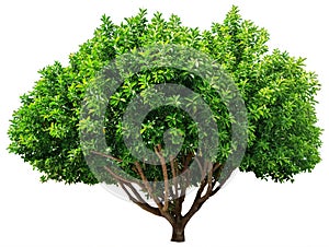 Ficus tree isolated on white background. File contains clipping path